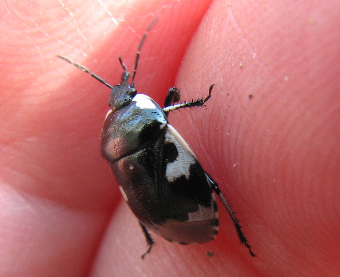 Piccola neanide & ninfa gialla di Tritomegas bicolor